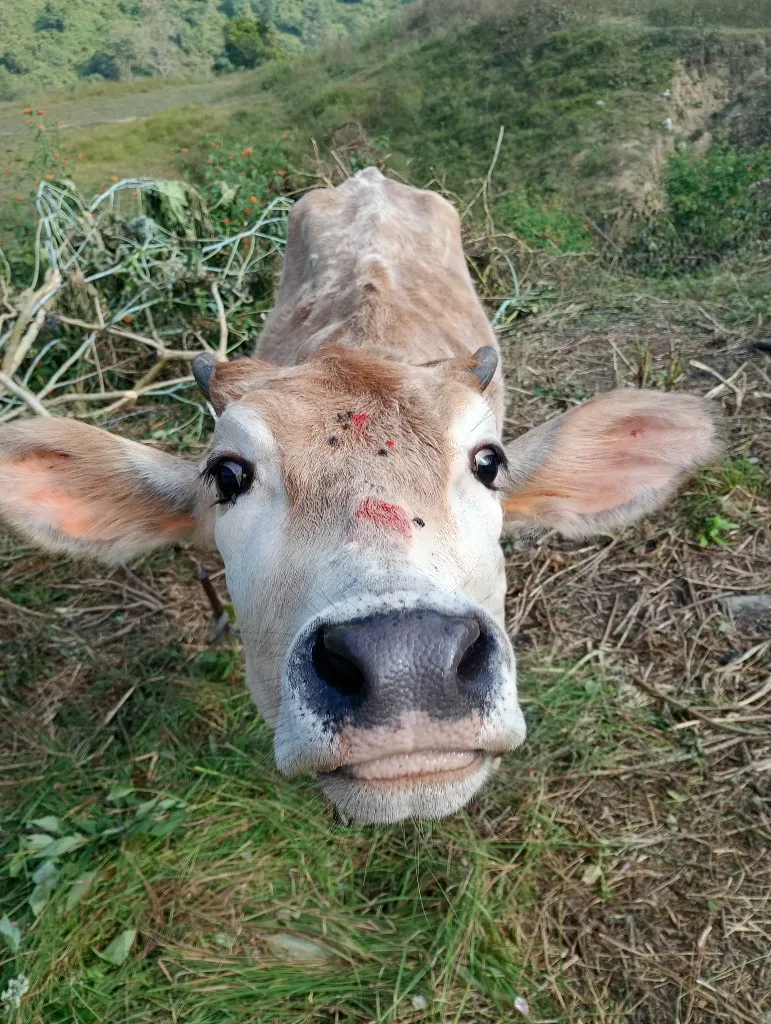Gau Mata calf